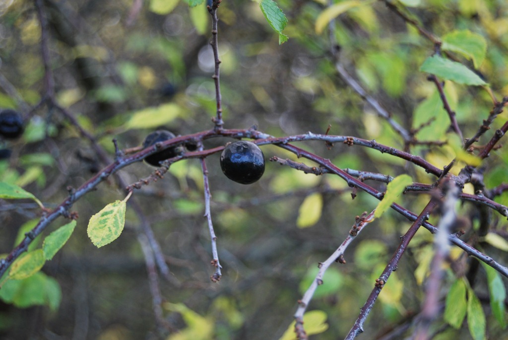 [Slper-og-kveder-okt-2011-0125.jpg]