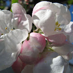 IMG_5325.JPG