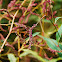 Tufted Knotweed?