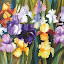 Irises