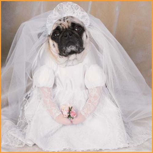 bride_dog_costume