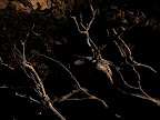 Tangles and twists
