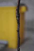 DSC_6132.JPG