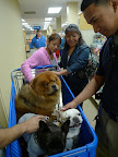 It's very exciting when people recognize us!  However, at PetSmart, it's nearly impossible to be incognito with our photos plastered everywhere!  We love all the attention!