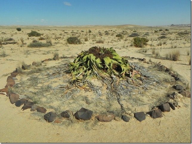 Welwitschia_DSCN6510