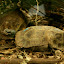 Home's Hingeback TOrtoise earns its name from the unique ability to close the back part of its shell to protect its rear legs.