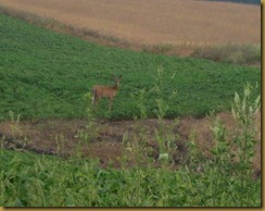 IMG_2727 IMG_2727