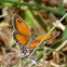 Gatekeeper
