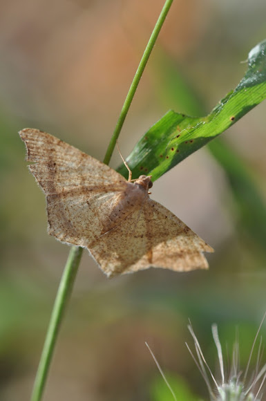 Spotting Image 1