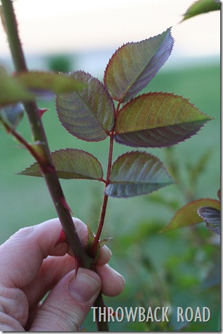 rose bush 008