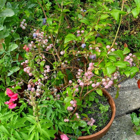 container blueberries