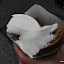 SF Street Food Fest  Annas Piroshkis.JPG