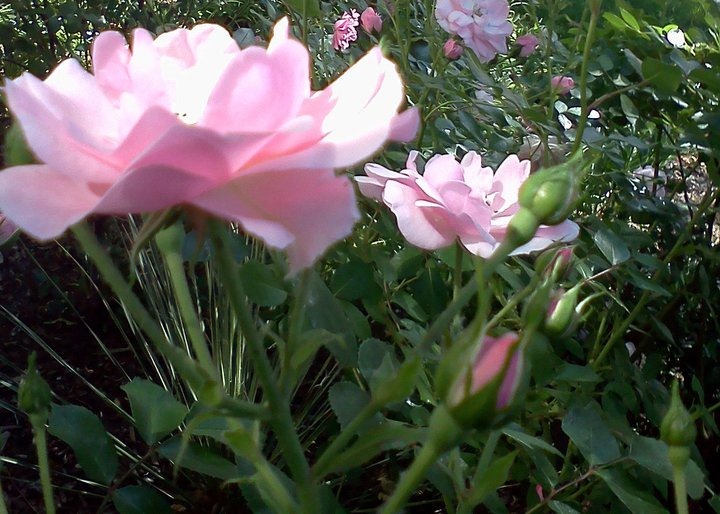 [Roses%255B3%255D.jpg]