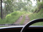 Mongoose
