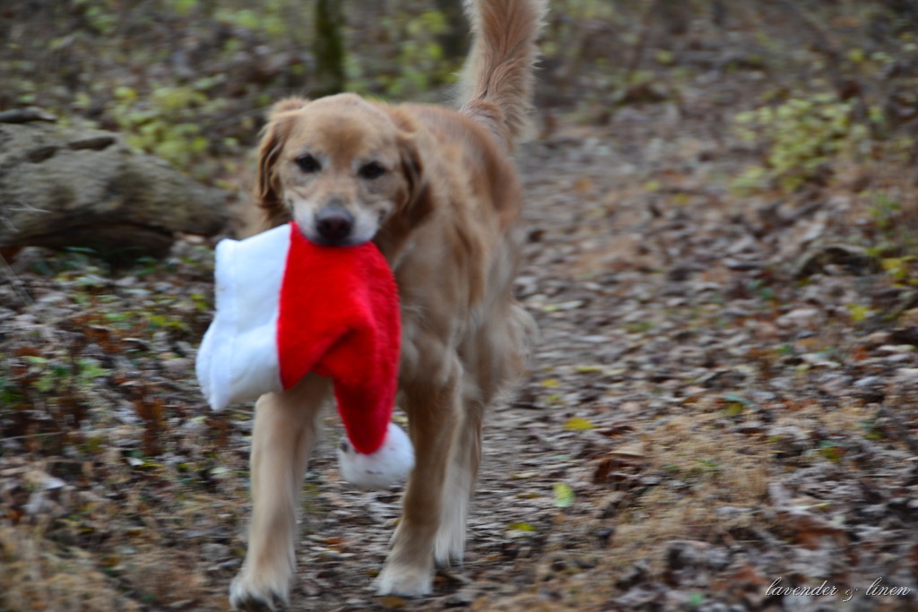 [Albert-at-Christmas-0405.jpg]