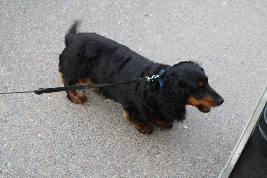 [dogs%2520and%2520such%2520004%255B4%255D.jpg]
