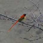 Goechala-trek-sikkim (34).JPG