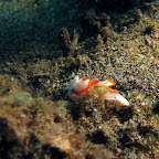 Very small frogfish (Dauin, Negros)