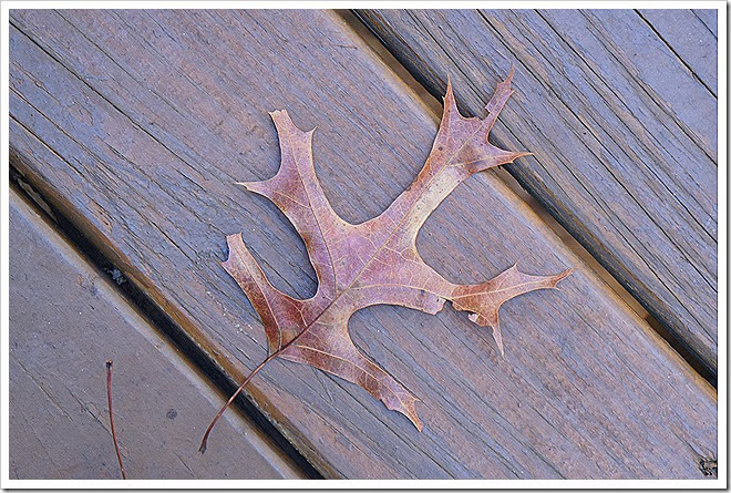leaves-public-domain-pictures-1 (1) leaves-public-domain-pictures-1 (1)