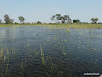 Okavangodelta