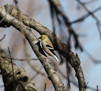 Oh, hi, Mr. Goldfinch.  Don't worry, you don't have to take cover.  That's a vulture and not a bird-eating hawk flying around.  You're safe, for now.