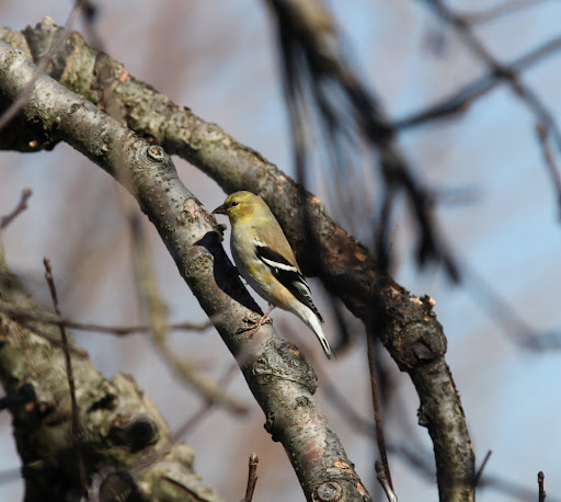 Oh, hi, Mr. Goldfinch.  Don't worry, you don't have to take cover.  That's a vulture and not a bird-eating hawk flying around.  You're safe, for now.