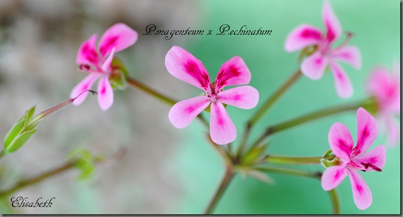 Pelargoner i juli 2012 066