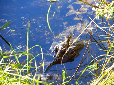 Baby alligator hitching a ride on mama's head IMAGE_545.jpg