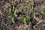 I think the daffodils are pushing through the ground!