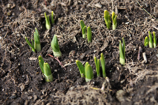 I think the daffodils are pushing through the ground!