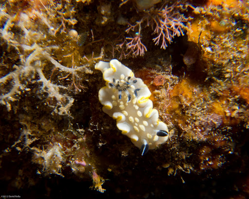 P5263651