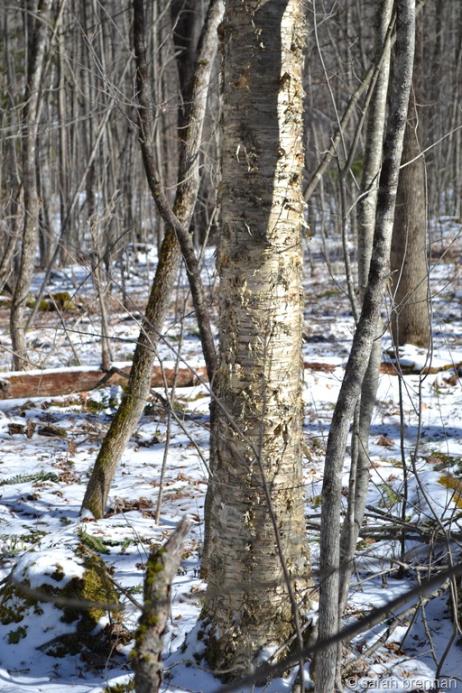 [DSC_0623%255B1%255D.jpg]