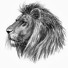 Tatuaggi E Disegni Leone Disegno