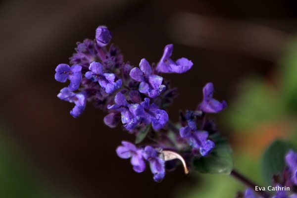 IMG 4365