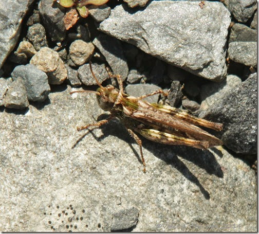 Mottled-grasshopper