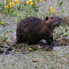 Nutria or Coypu