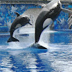 Killer whales perform at Seaworld.JPG