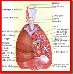 respiracao respiracao
