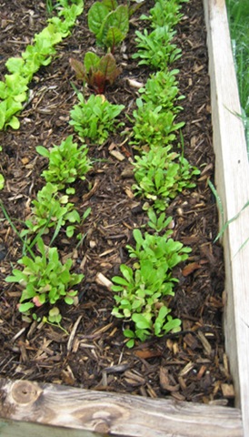 [veggarden1%255B3%255D.jpg]