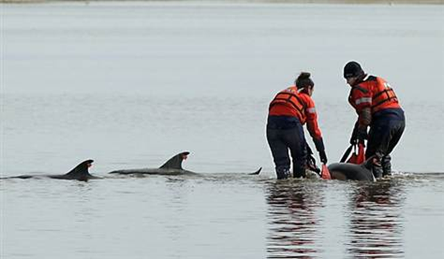 Using a sling, Linda D'eri, left, and Misty Niemeyer, members of an International Fund for Animal Welfare rescue team, carry one of 11 dolphins stranded ion a mud flat during low tide in Wellfleet, Mass., on 14 February 2012. Ten of the dolphins were saved and one died. There have been 177 dolphins stranded in the area since 12 January 2012. Stephan Savoia / Associated Press