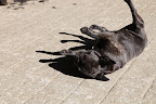 I'll just roll around on the rough stable floor.