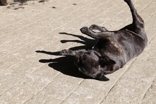 I'll just roll around on the rough stable floor.