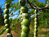 South Africa - 129.JPG