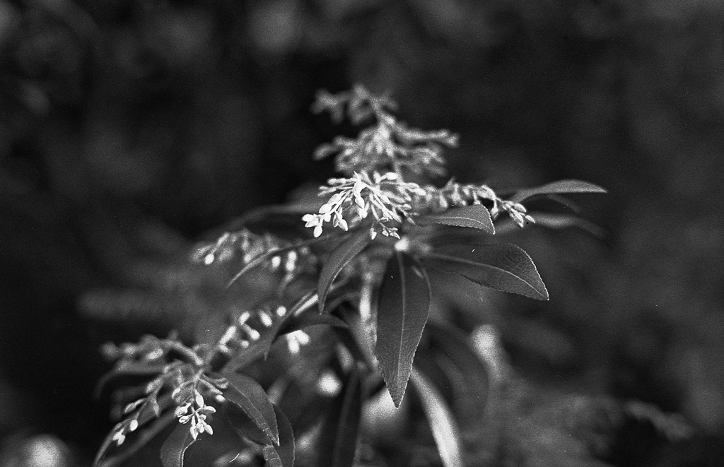 [Plant%2520-%2520Film%255B4%255D.jpg]