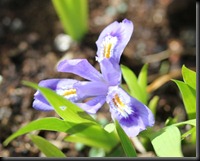 Iris lacustris - web