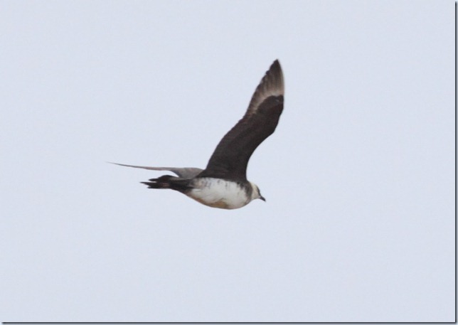 arctic_skua arctic_skua