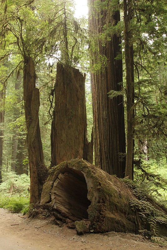 [110714_Jedediah_Smith_Redwood_SP_513.jpg]