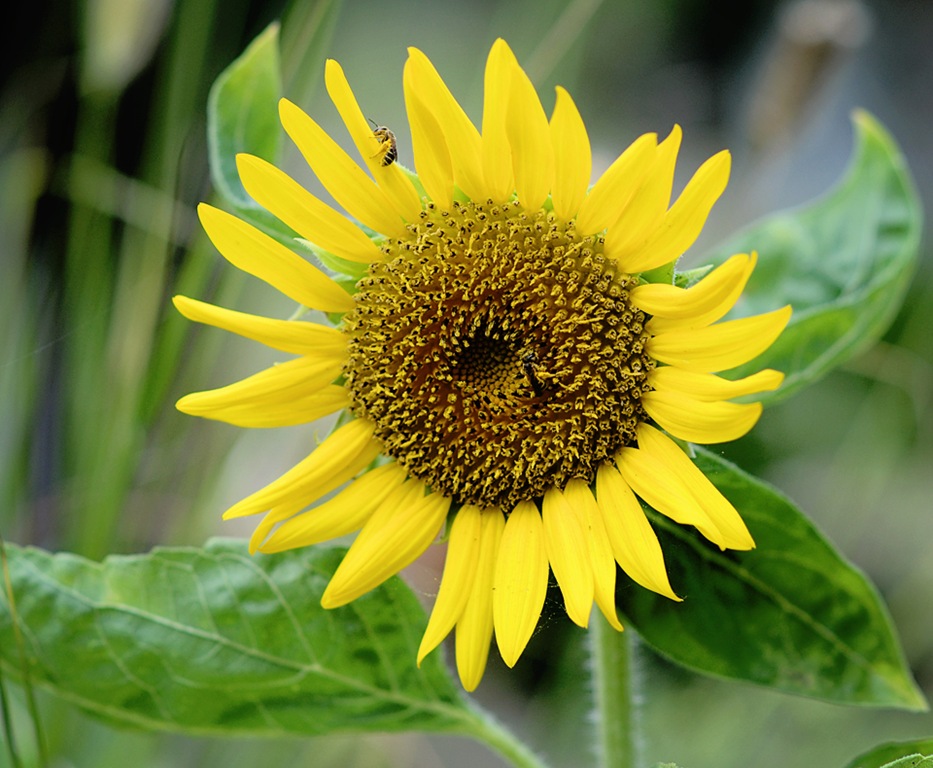 [bee-sunflower%2520005%255B6%255D.jpg]