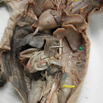 fetal_pig_dorsal_aorta.JPG