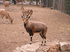 p1235399181(7).jpg